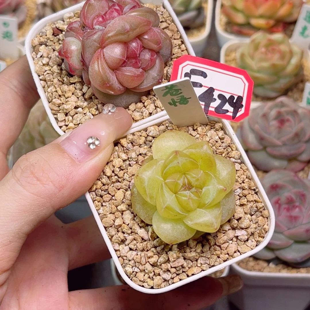 小*猫F424炽炎和苍梧一物一拍