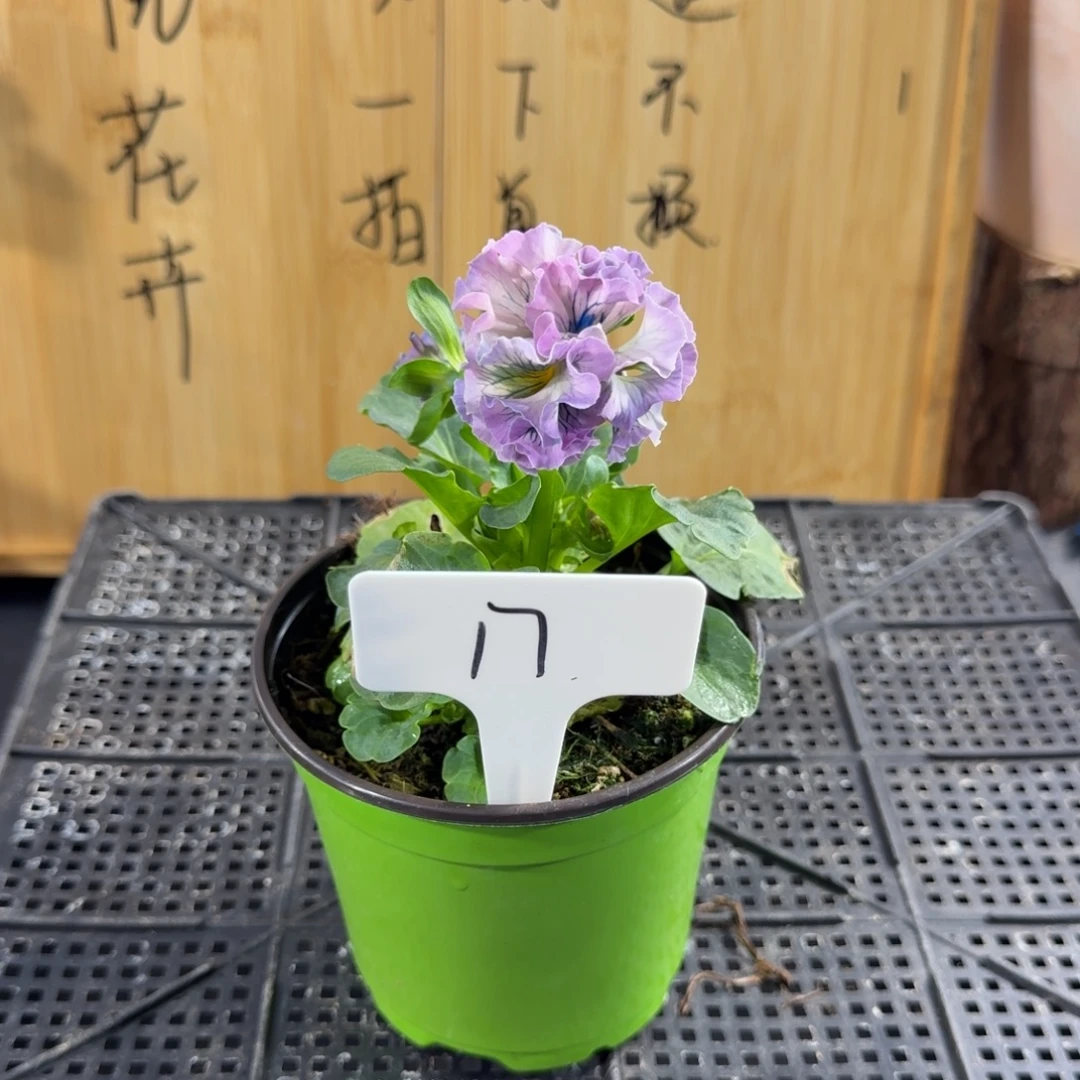 完全开放17号粉紫色蓝纹