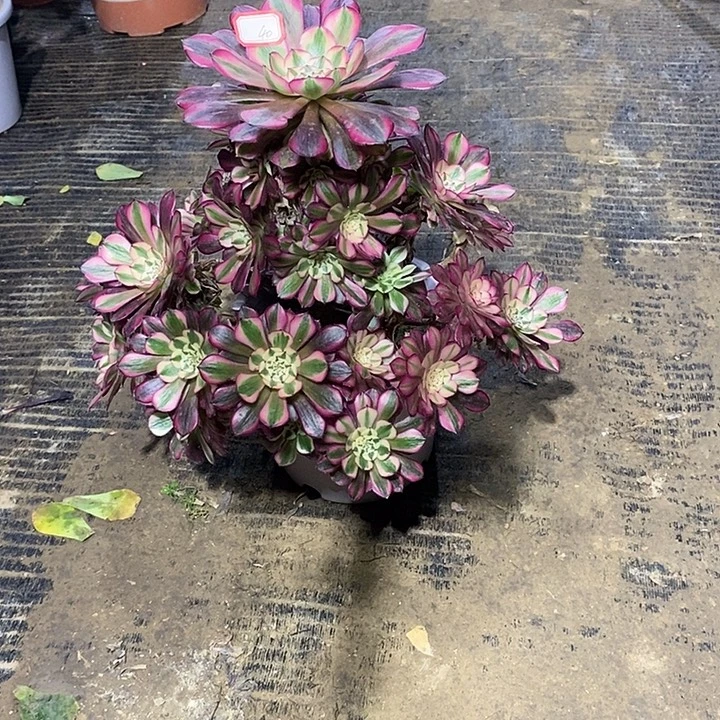 40，红铜白多肉法师多肉法师