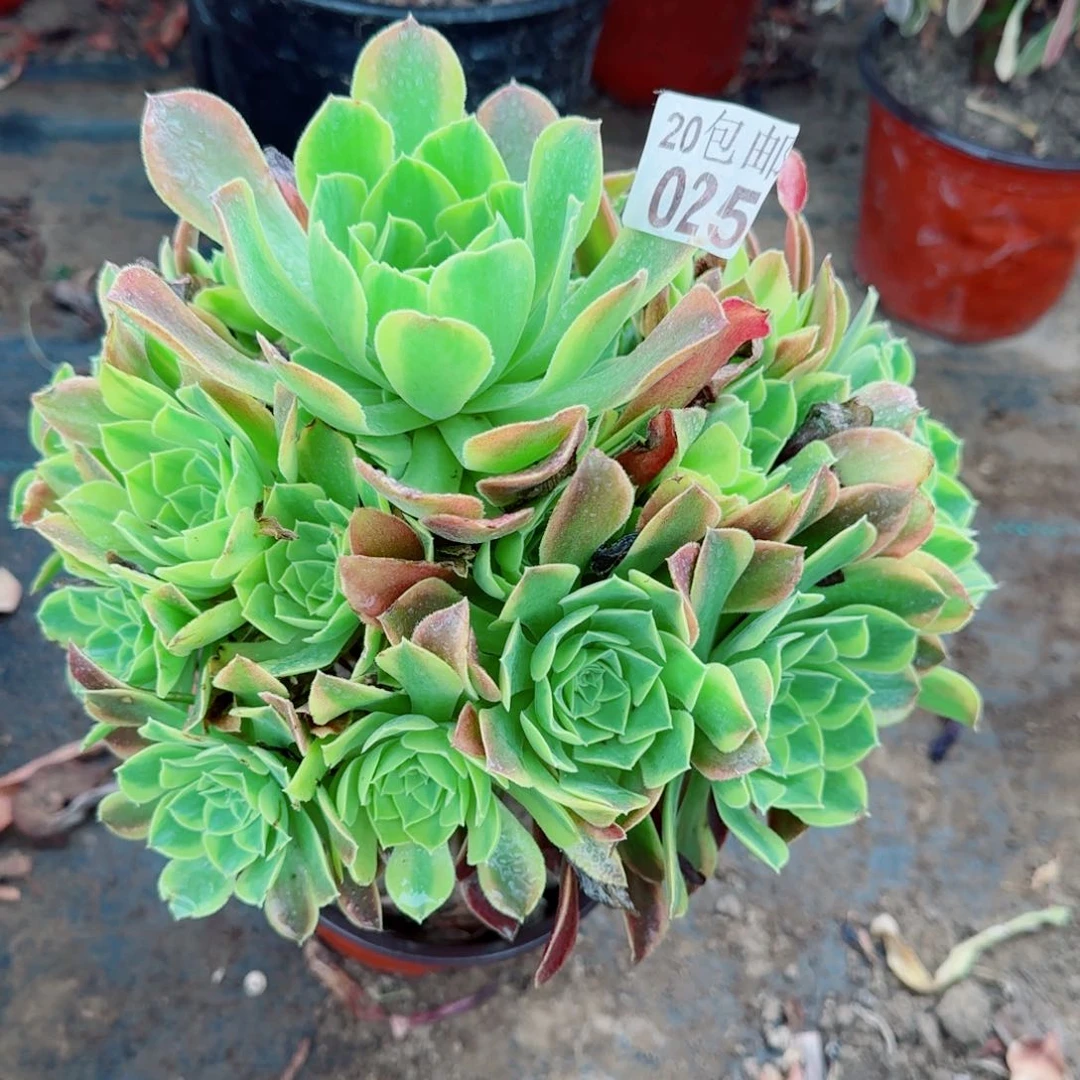 青檬多肉025满20包邮断枝不包