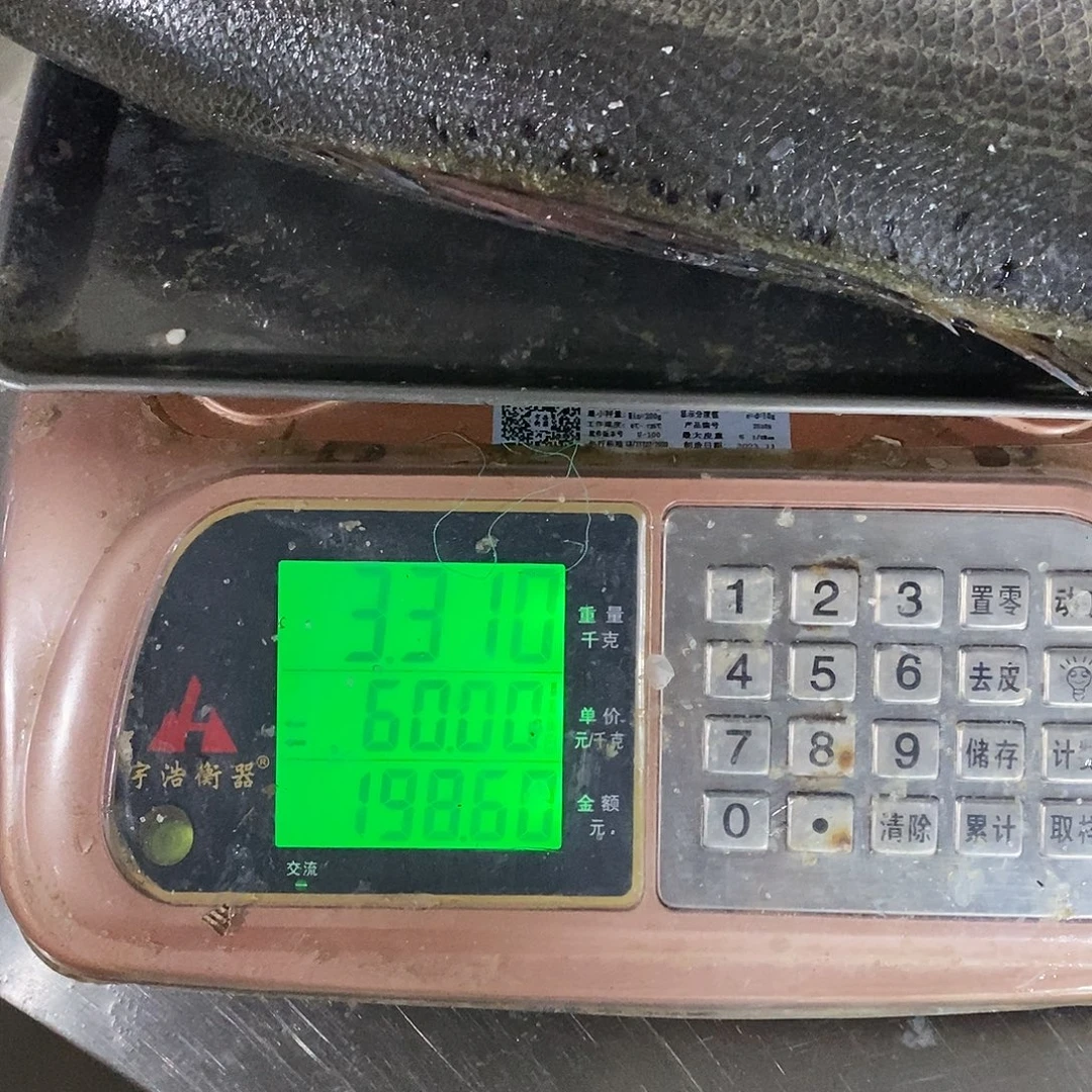 海鲈鱼3.3公斤，收拾干净