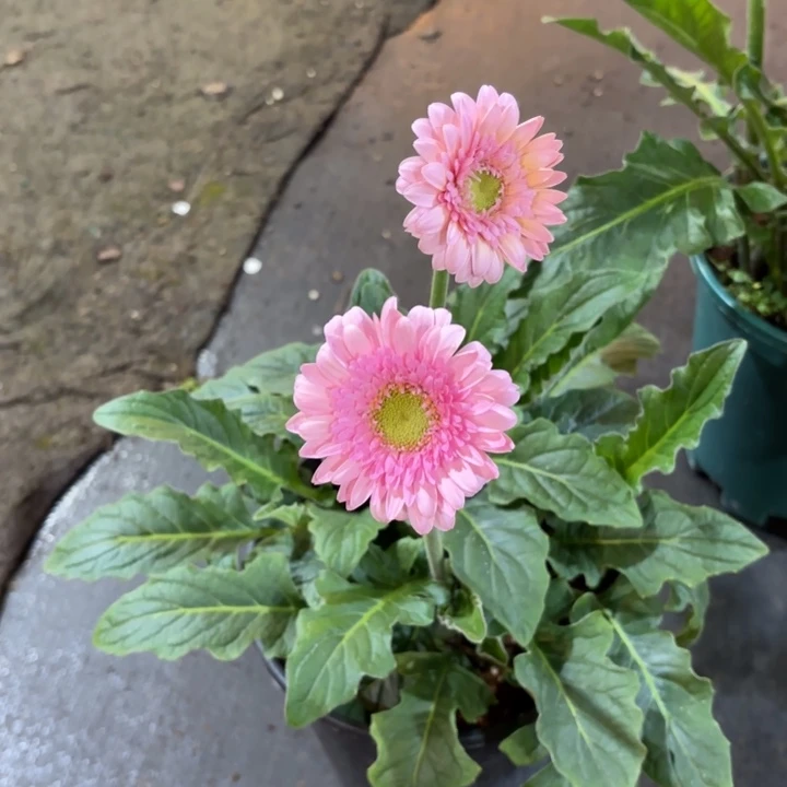 原盆原土一加仑非洲菊冰玉