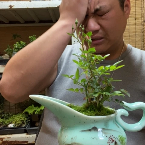 红陶一物一拍所见即所得44