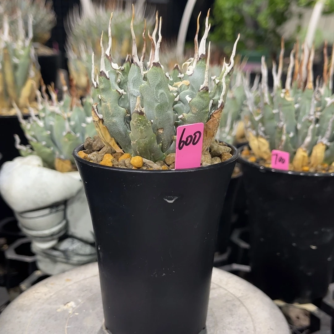 熟桩妖炎好价推荐