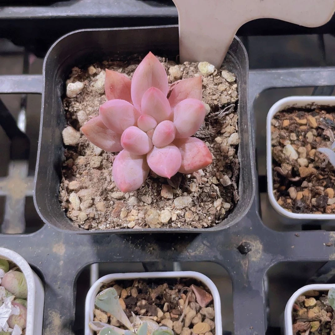 用****0红蜻蜓w091一物一拍