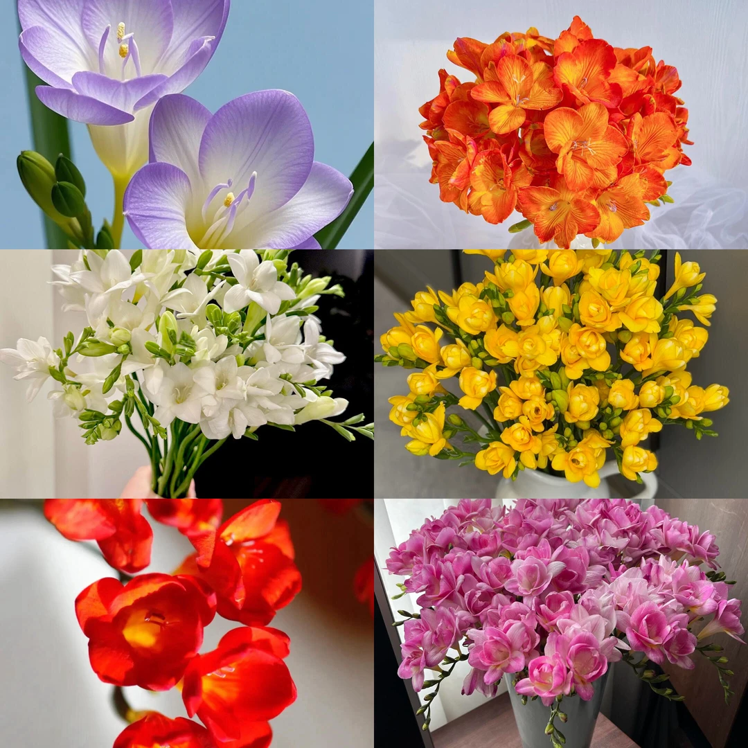 香雪兰六色大小混装一市斤500g小苍兰种球多年生