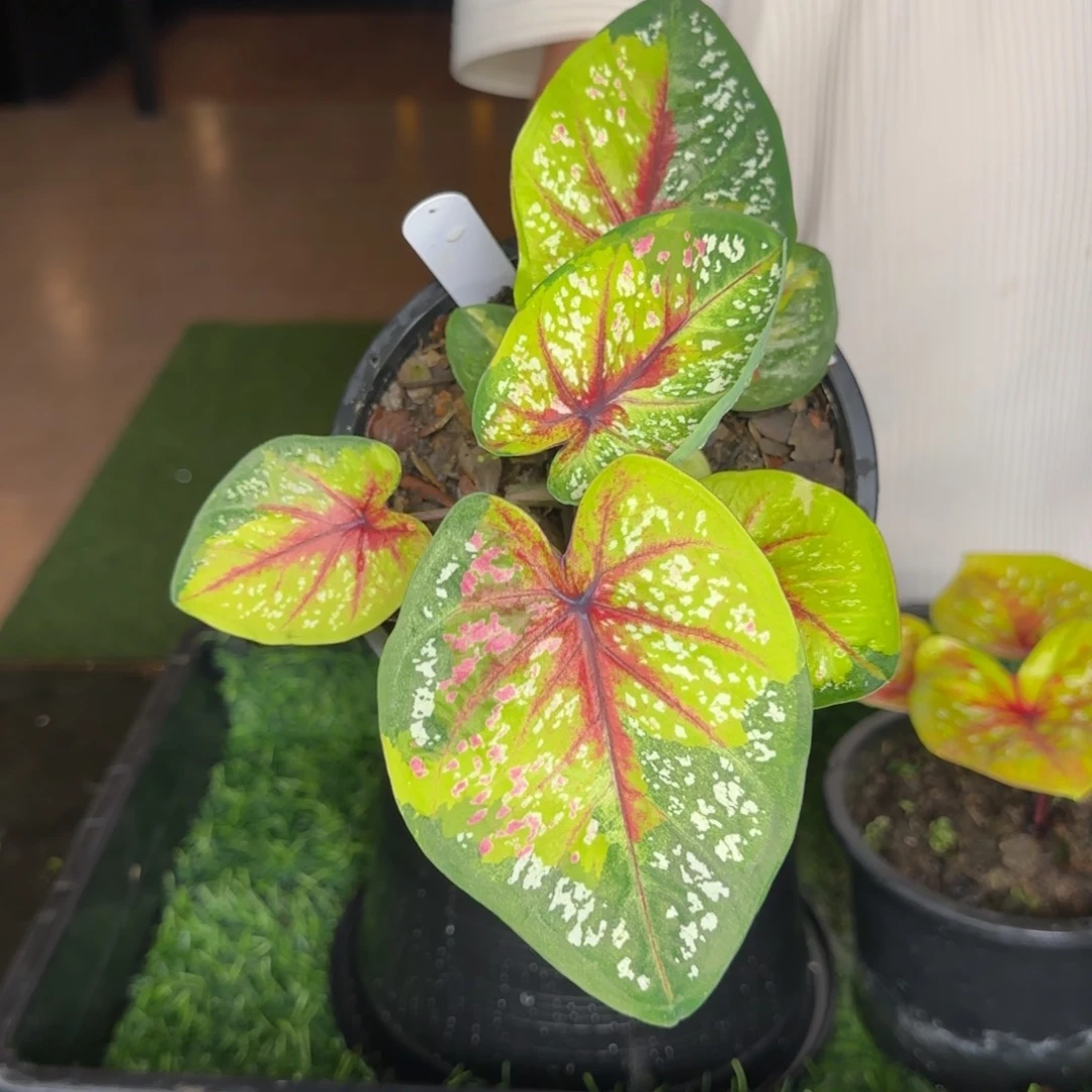 25-0707泰国发货野蜂飞舞
