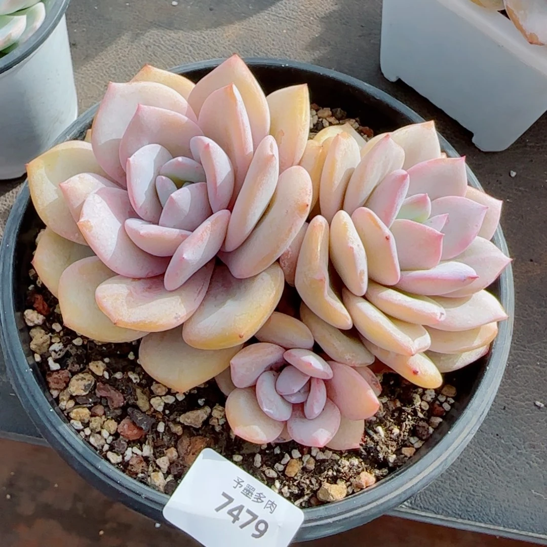 奶茶无砍，7479多肉植物
