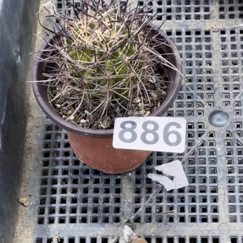 886林士虾一物一图如图