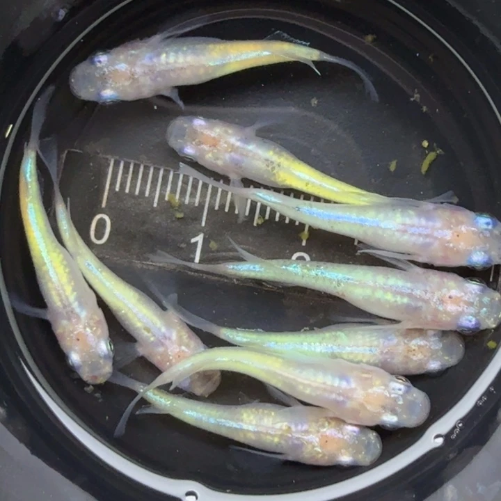 青鳉鱼蛋白石40号