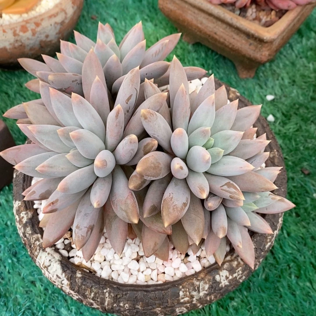 哥特萝莉多肉植物盆栽