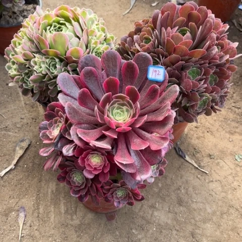 192多肉植物组合