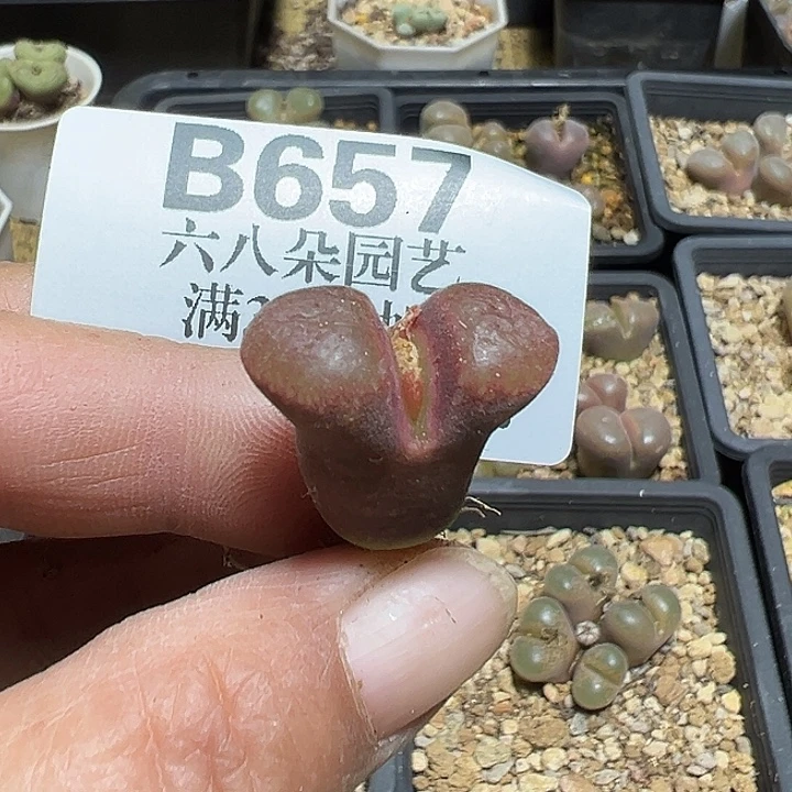 657号风铃多肉植物