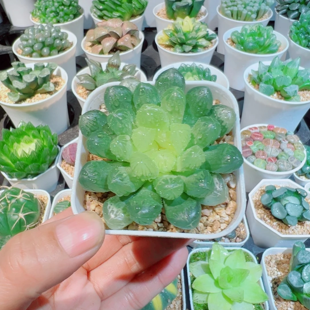 琥珀玉露多肉888999