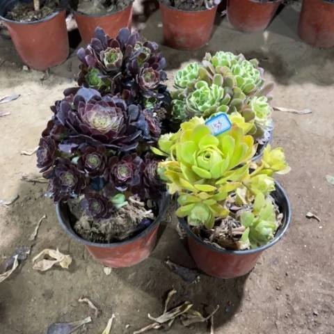 153多肉植物组合