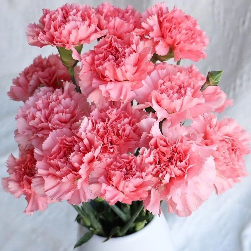 粉色康乃馨5支 鲜花家庭品质用花今天下单明天到