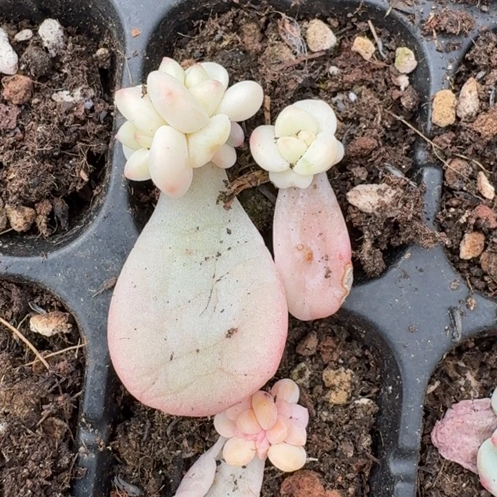 白马一物一拍好看65