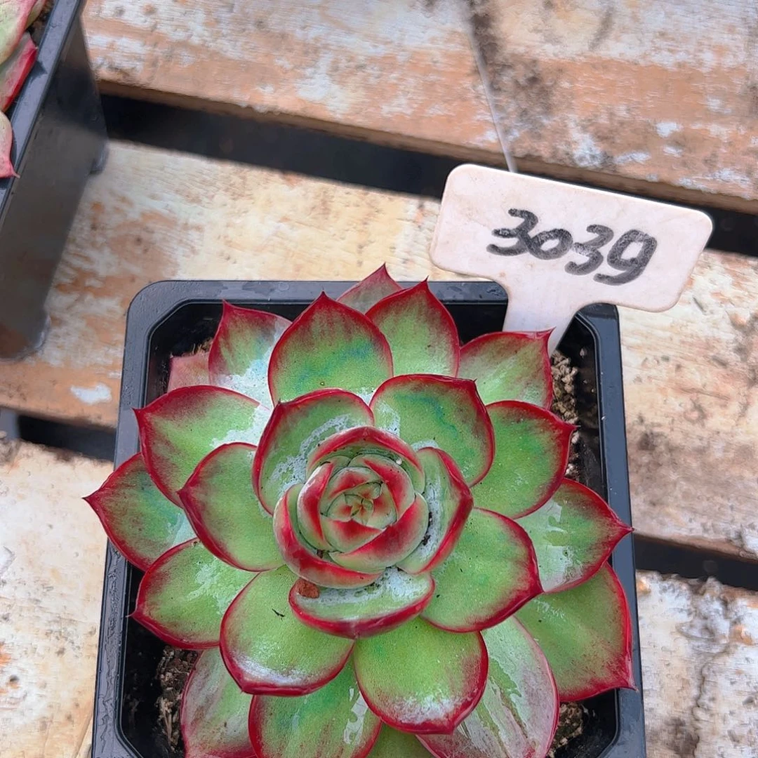 惊鸿仙子一物一拍3039