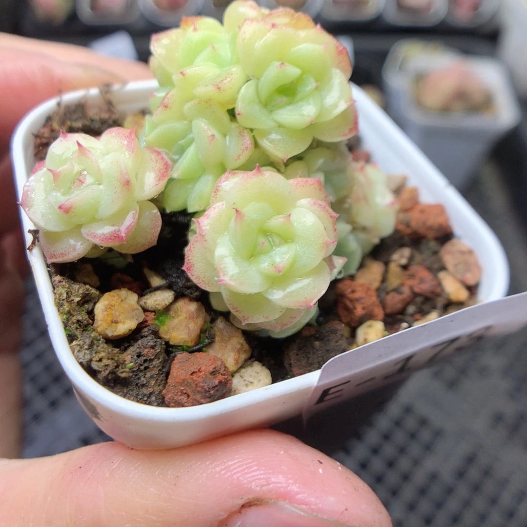 无花朵E173。yyyyyyy