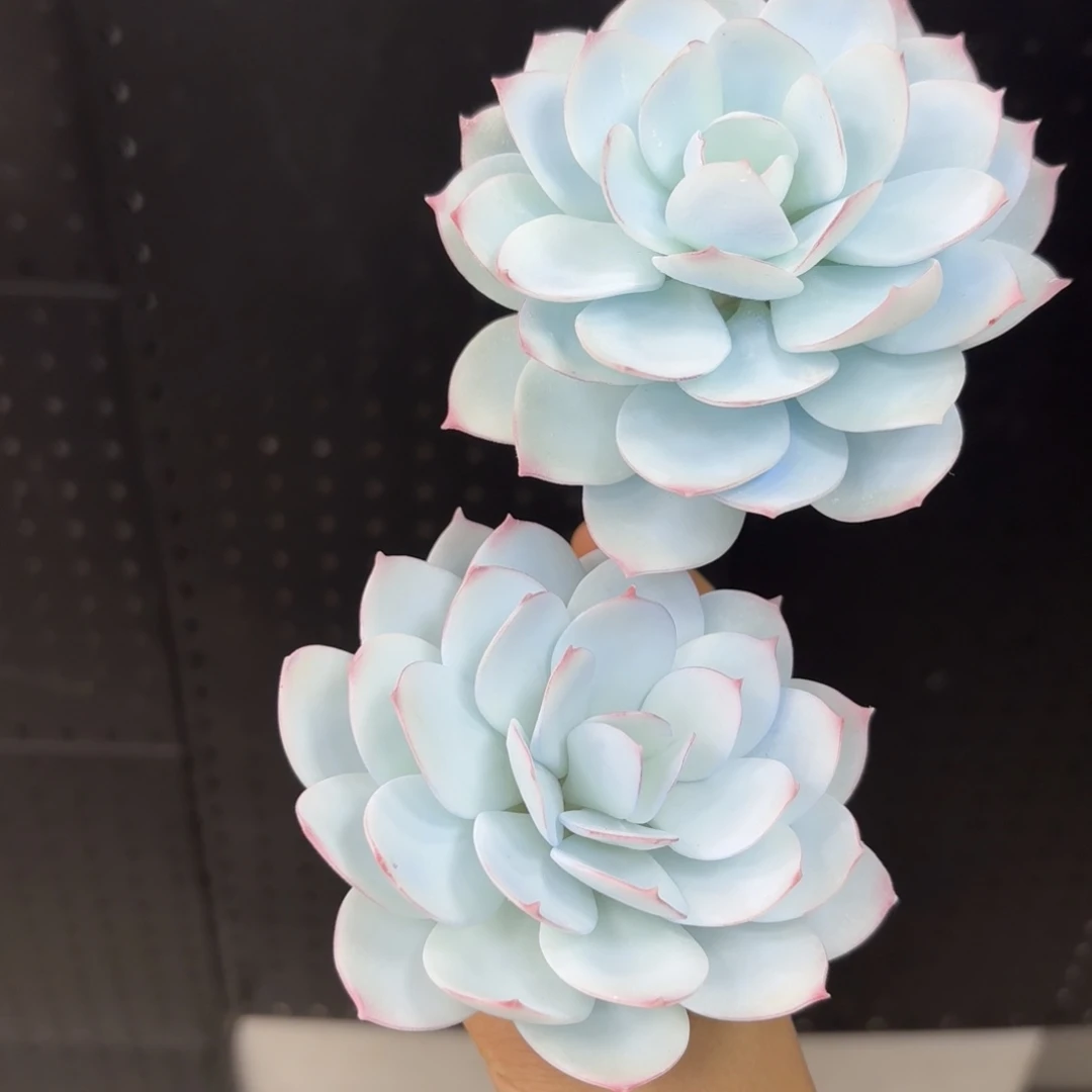 树脂3号哦哦哦哦哦哦哦