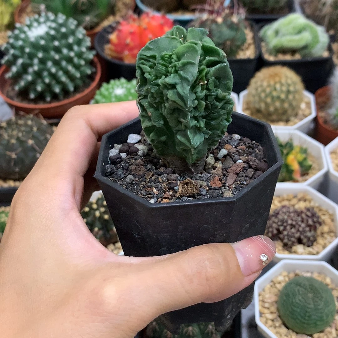 当前无花栽培后可以开花实生根核桃