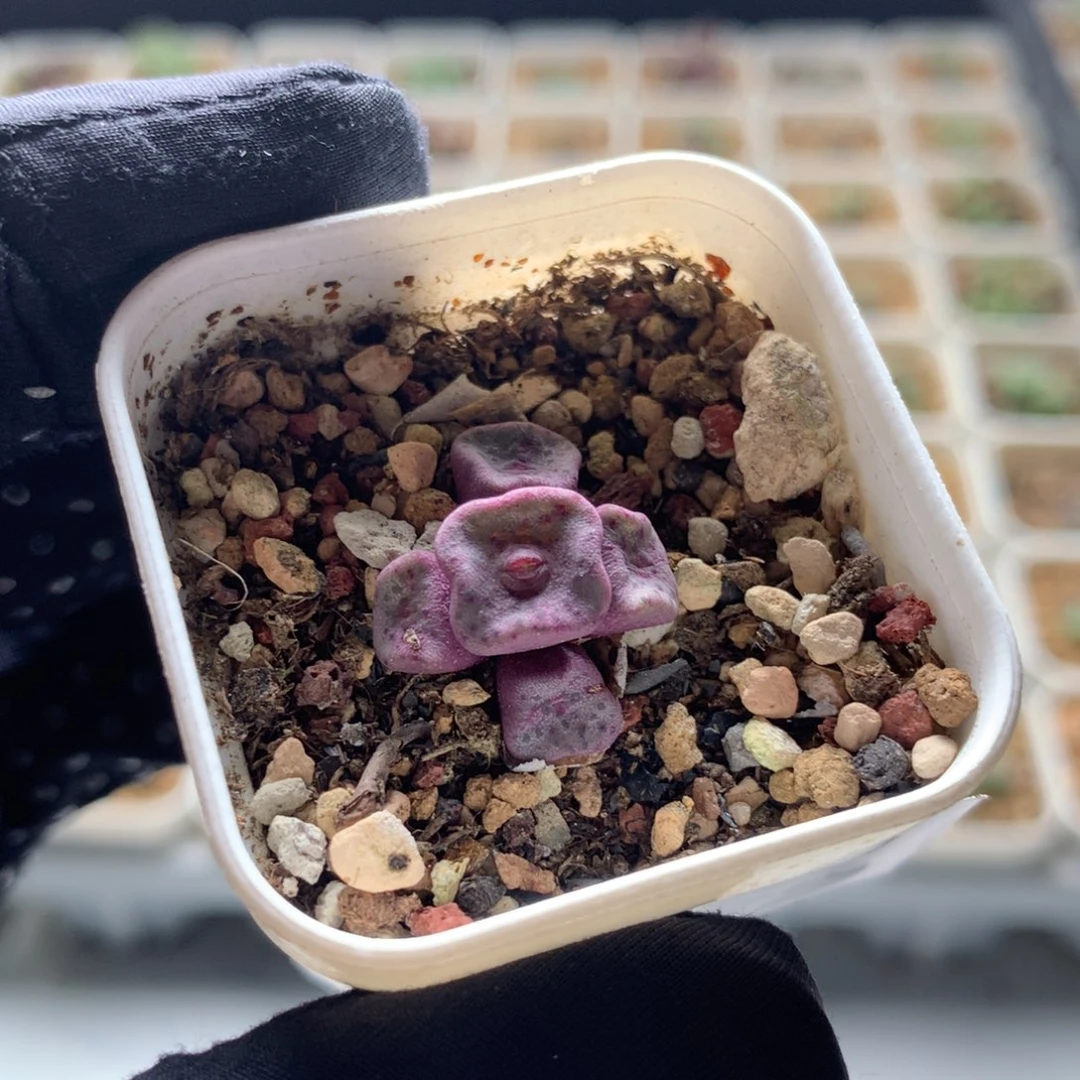 995紫方碗母本一颗