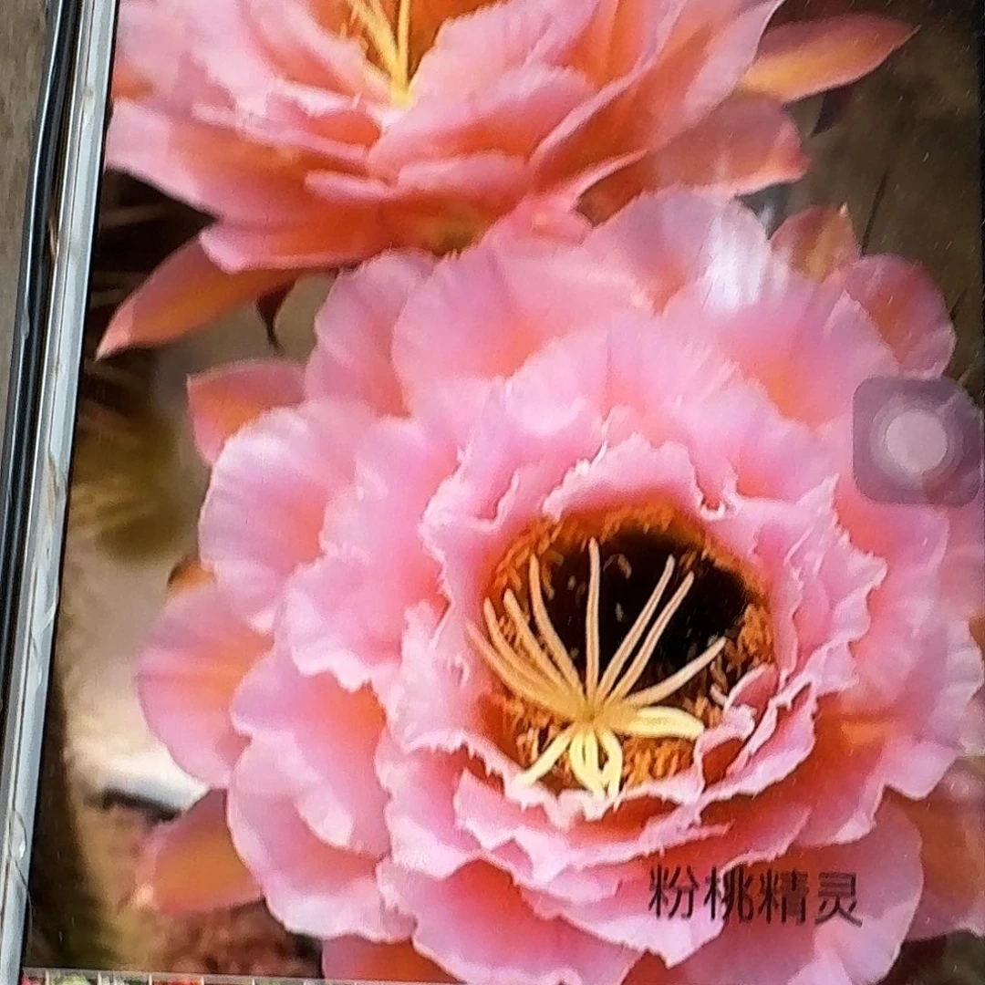 粉桃根高7公分毛花柱