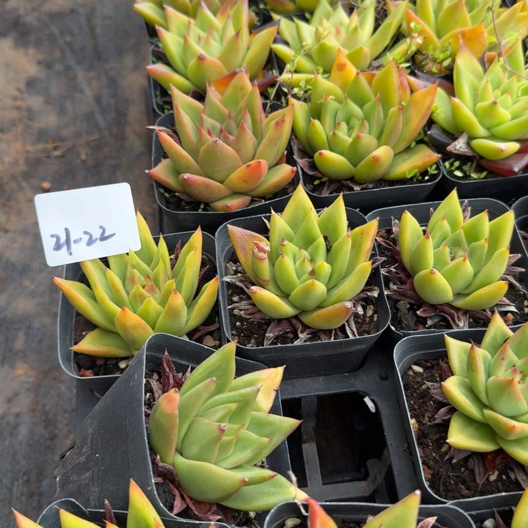 21-22东云二十颗脱土发货量拍