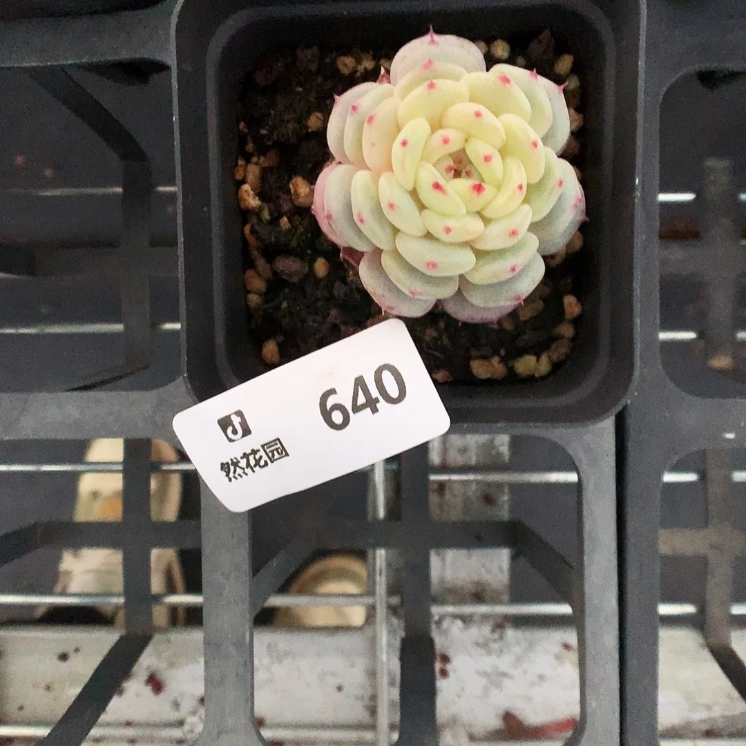 640白胖多肉植物666