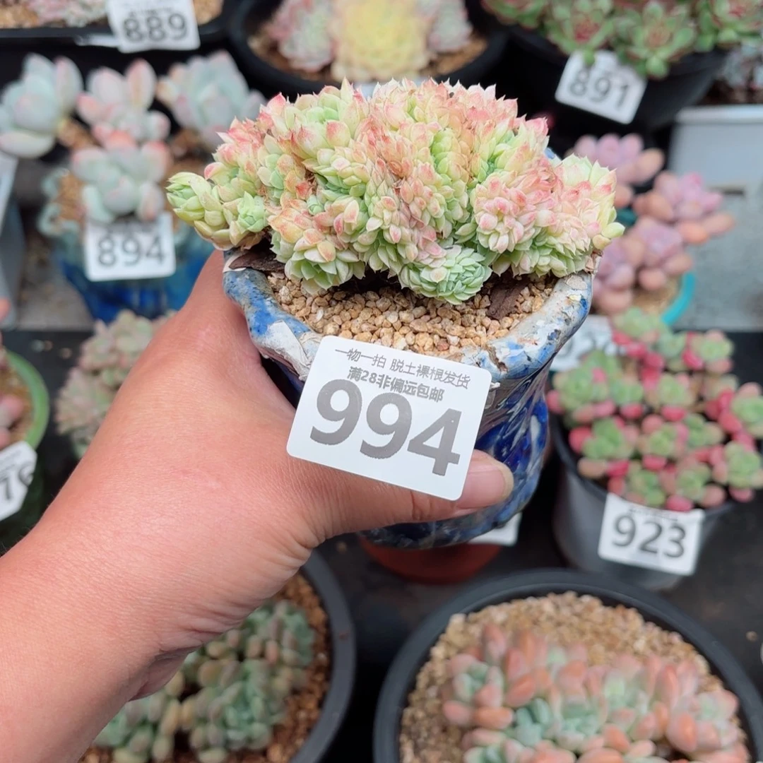 羊脂球缀化无盆土发货