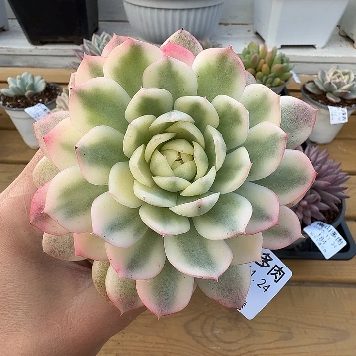 粉水晶锦111124-185