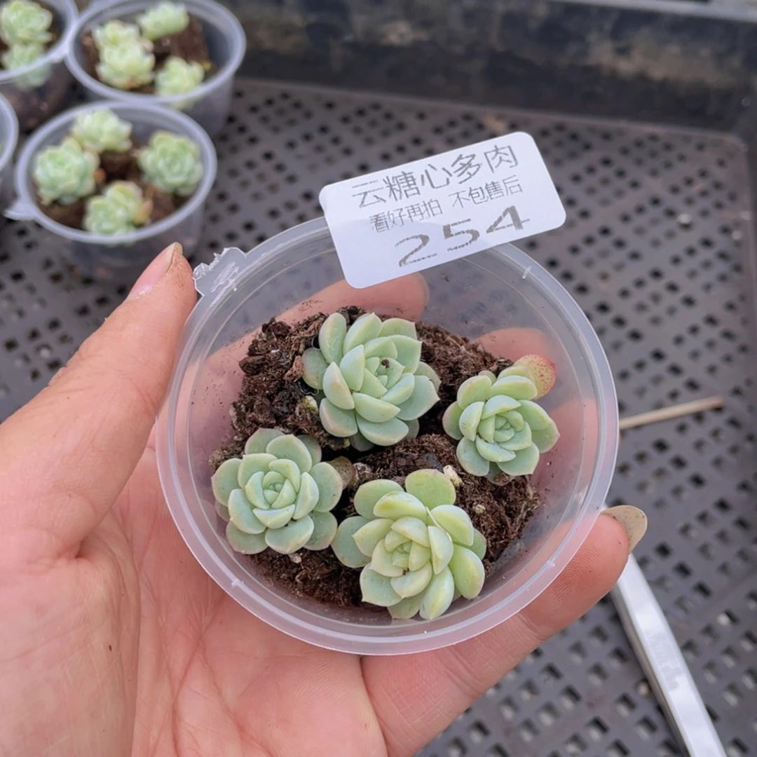 云糖心多肉植物254