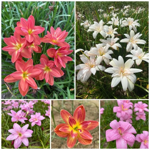 重瓣混球不备注标签粉色少女仙女纱缦喜马拉雅拉风啊帕鲁共混15球