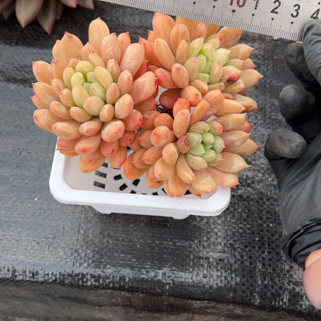 百搭翡翠多肉一物一拍