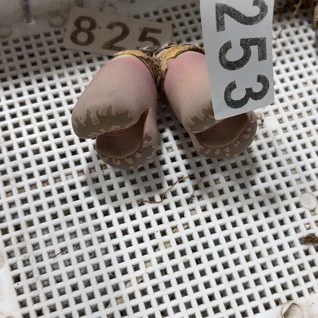 猪****生石花一物一拍253