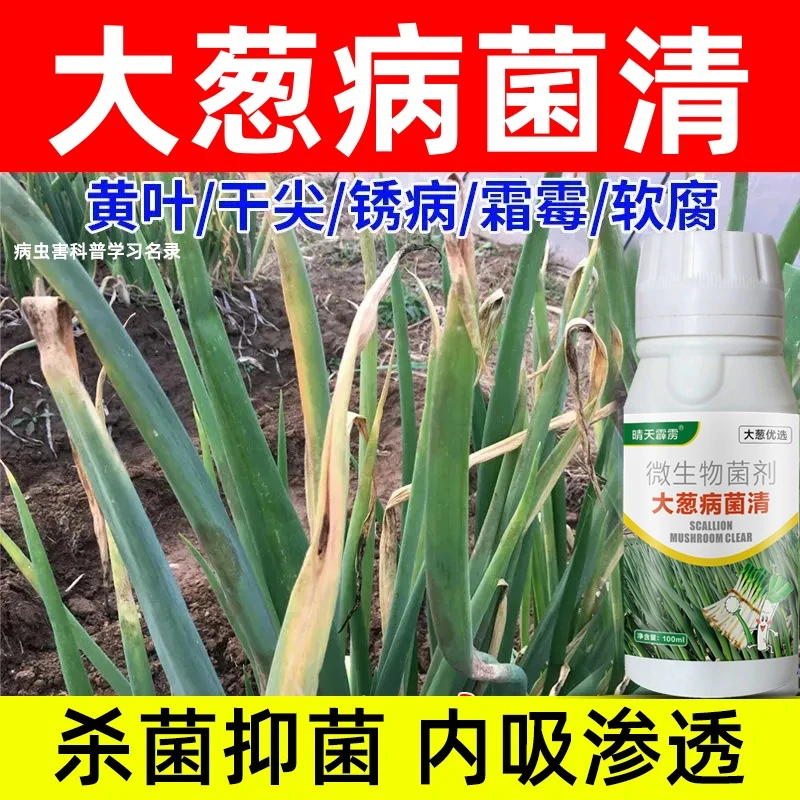 大葱病菌清杀菌剂黄叶干尖白斑叶斑软腐烂根大葱小葱香葱病菌清
