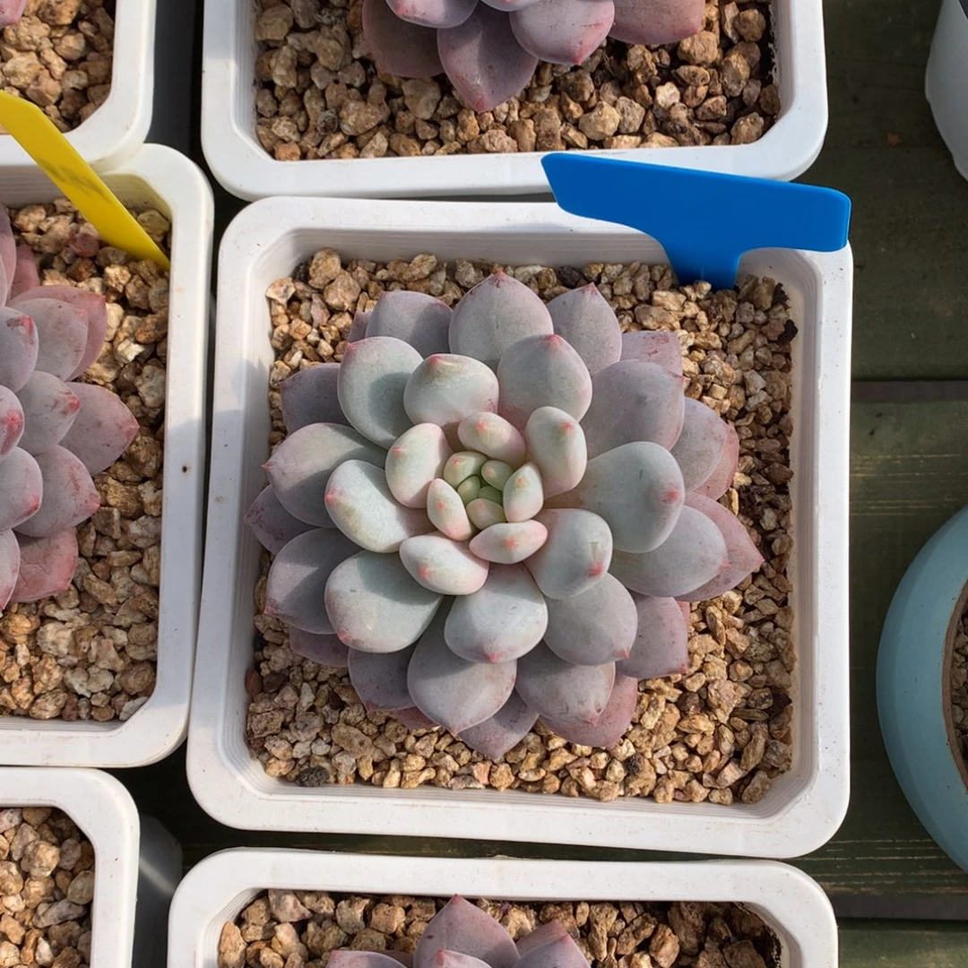 大单头 半夏  一颗