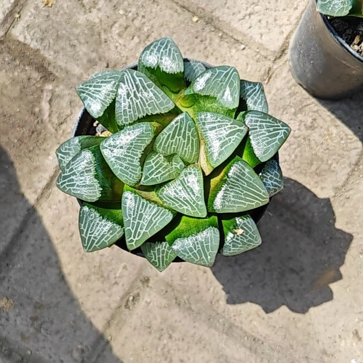 大黑天一颗多肉植物
