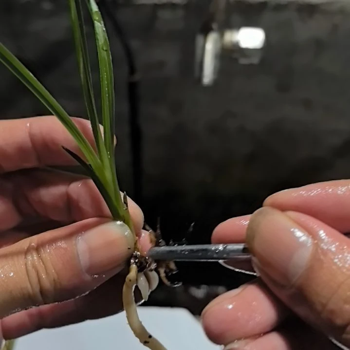 完全开放蕙兰天青素龙头苗小苗