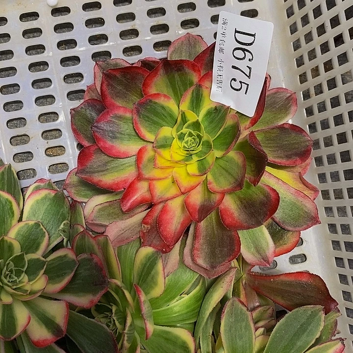 675玉芙蓉多肉砍头无根