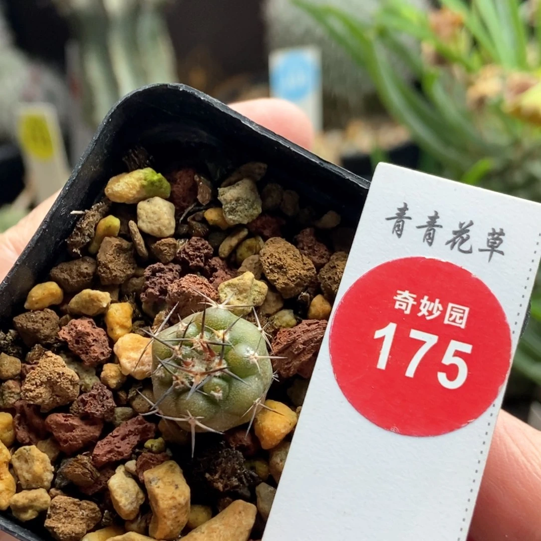 实生逆豹丸1.4cm