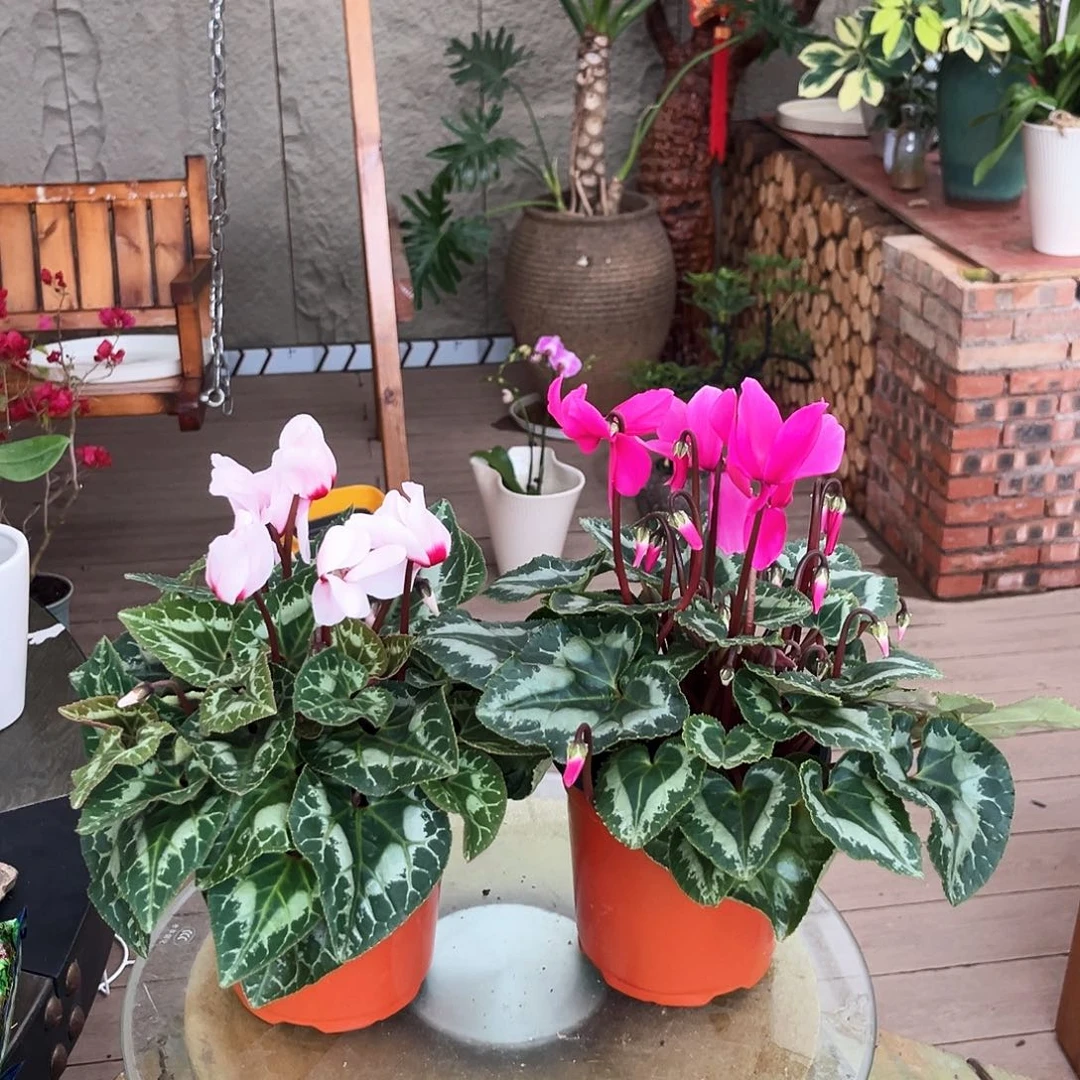 大部分花苞少量开放仙客来 17号 两颗