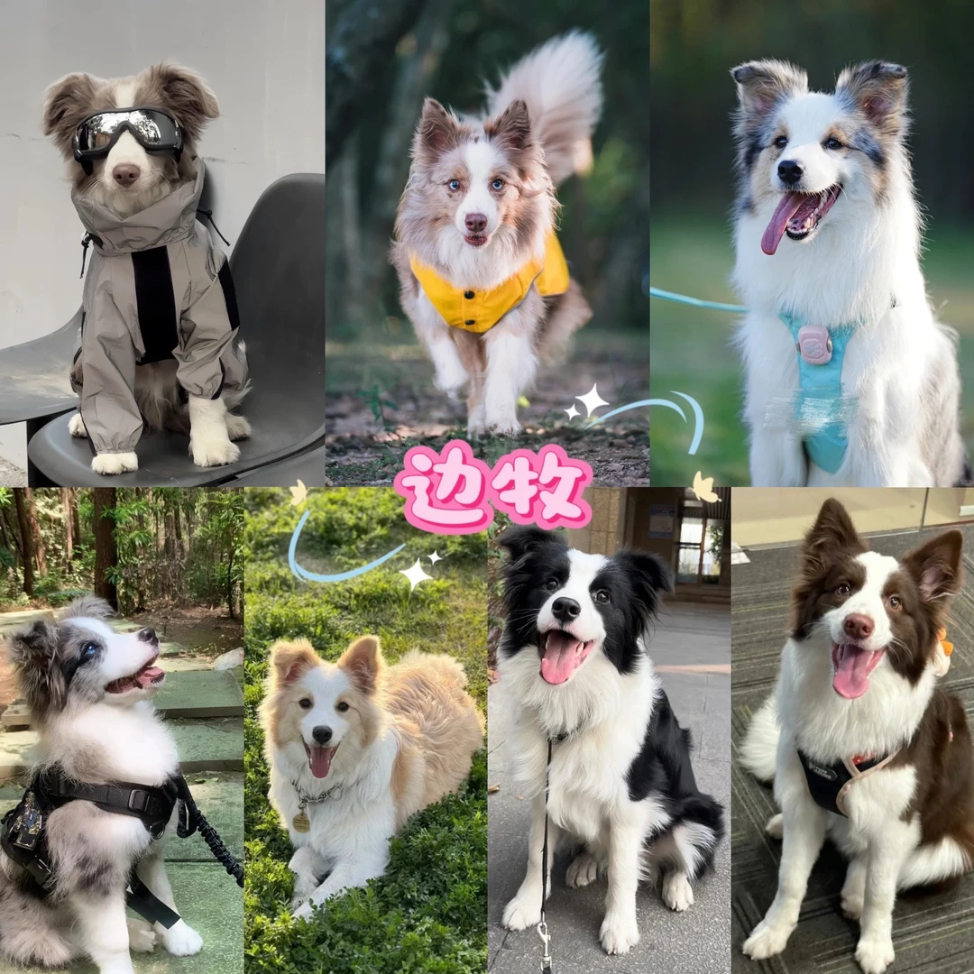 摇摇尾巴小边牧边境牧羊犬幼犬可爱宠物狗狗活体中型甜美版