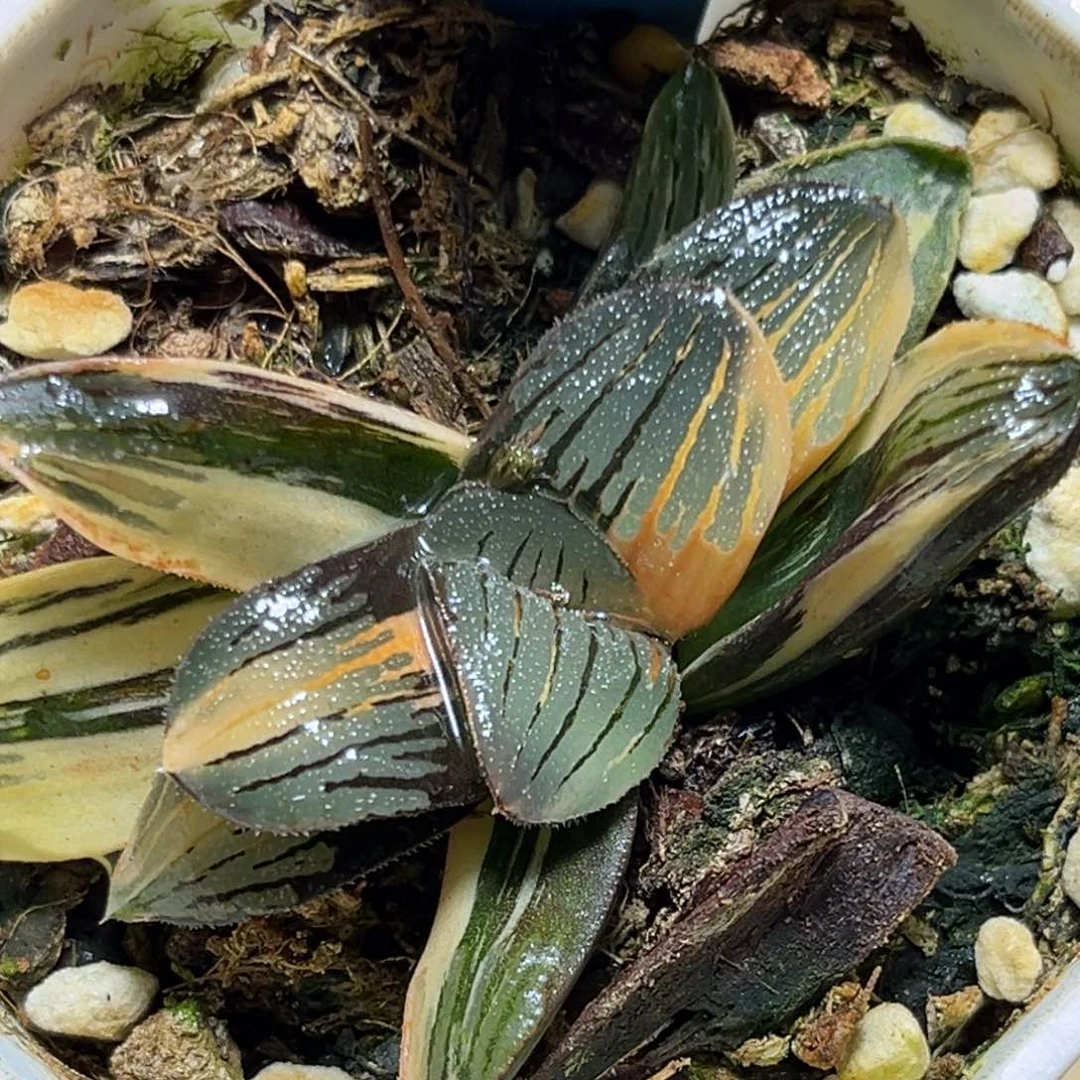 恭喜发财大吉大利0431