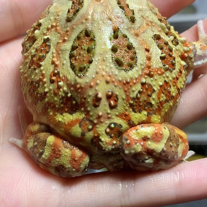 角蛙0956微微瑕疵原色家 公6+