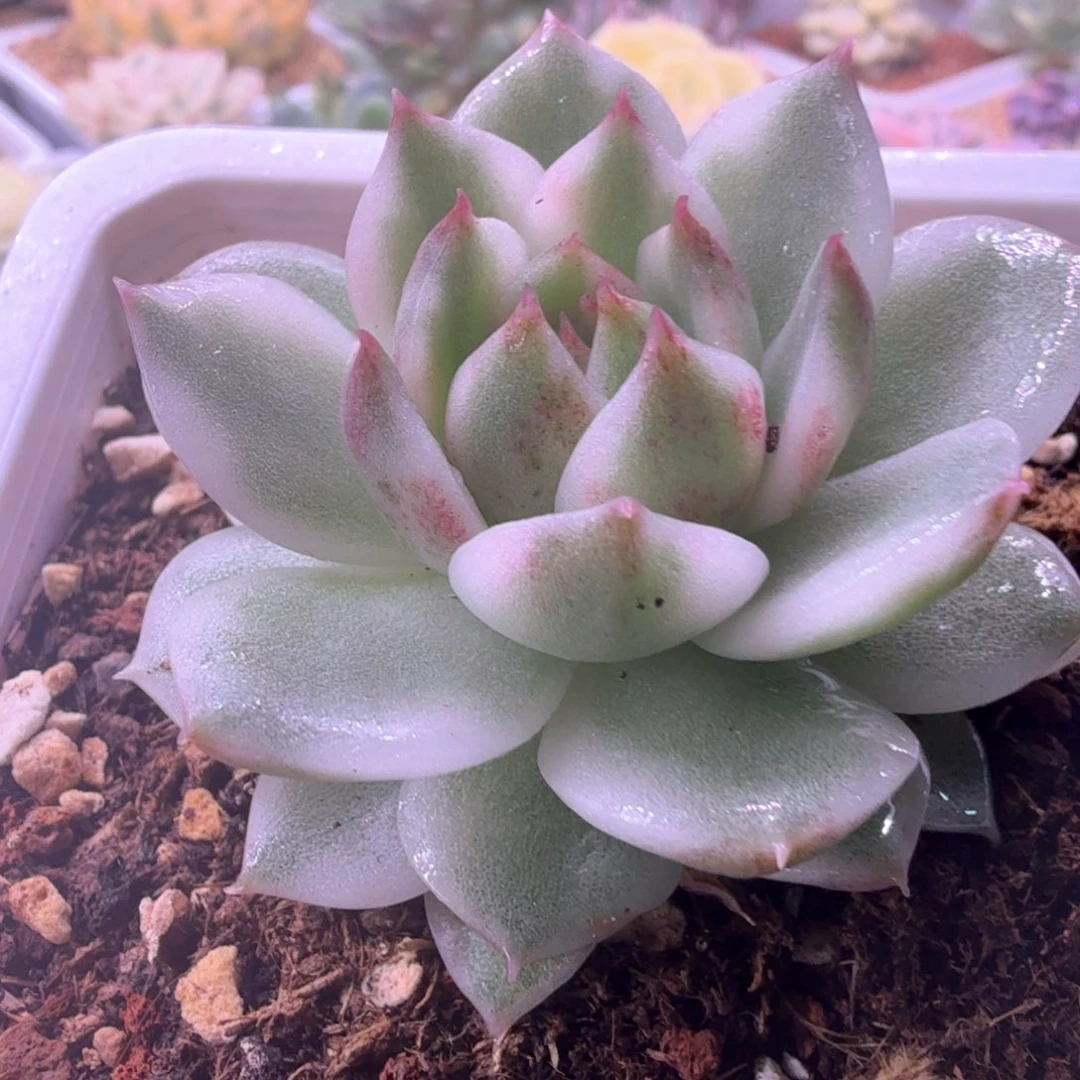 无花朵黑水晶锦 多肉