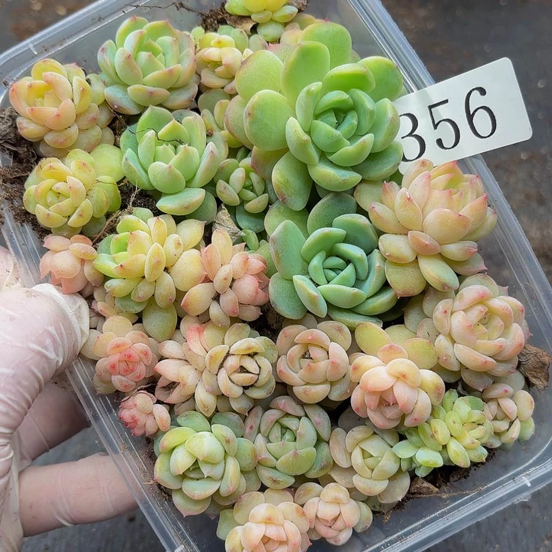 多肉植物多肉植物356