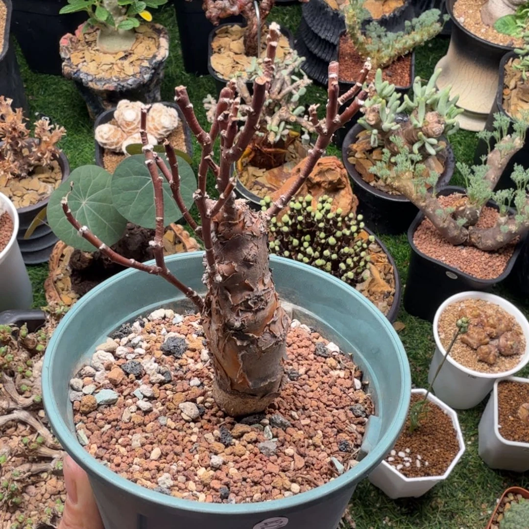 瓶干厚墩菊421仙人掌