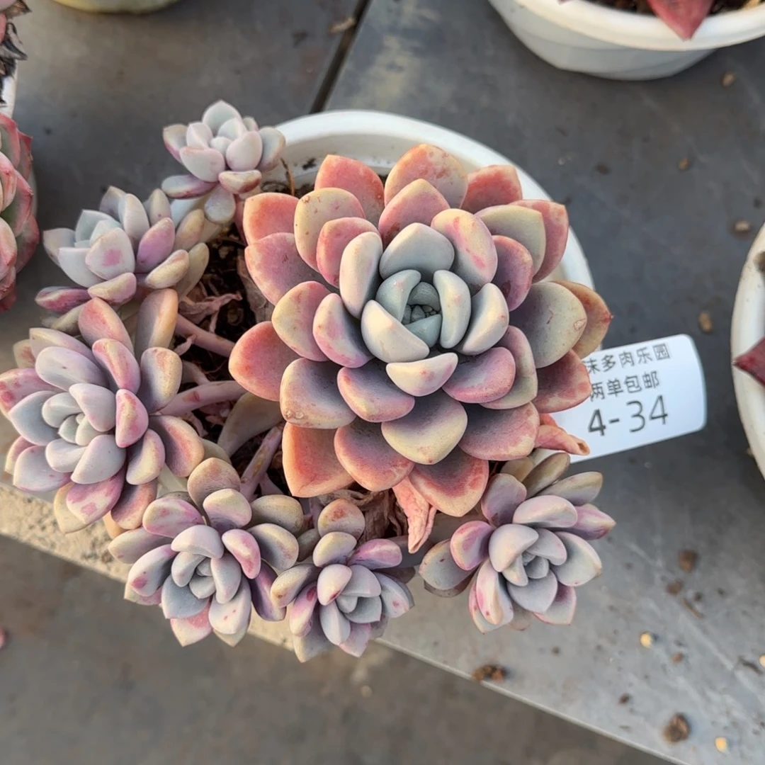 4-32花斑露多肉植物