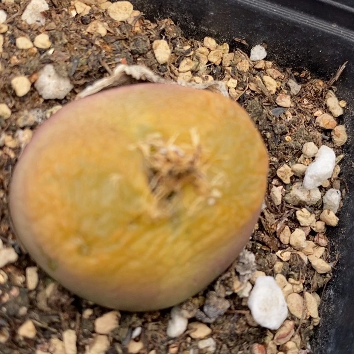 669一颗一颗一颗